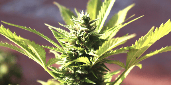 Clubs Cannabis Madrid​